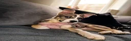 Siberian Husky dogs for sale: 5 month old husky freya  in Manchester - Advert 8