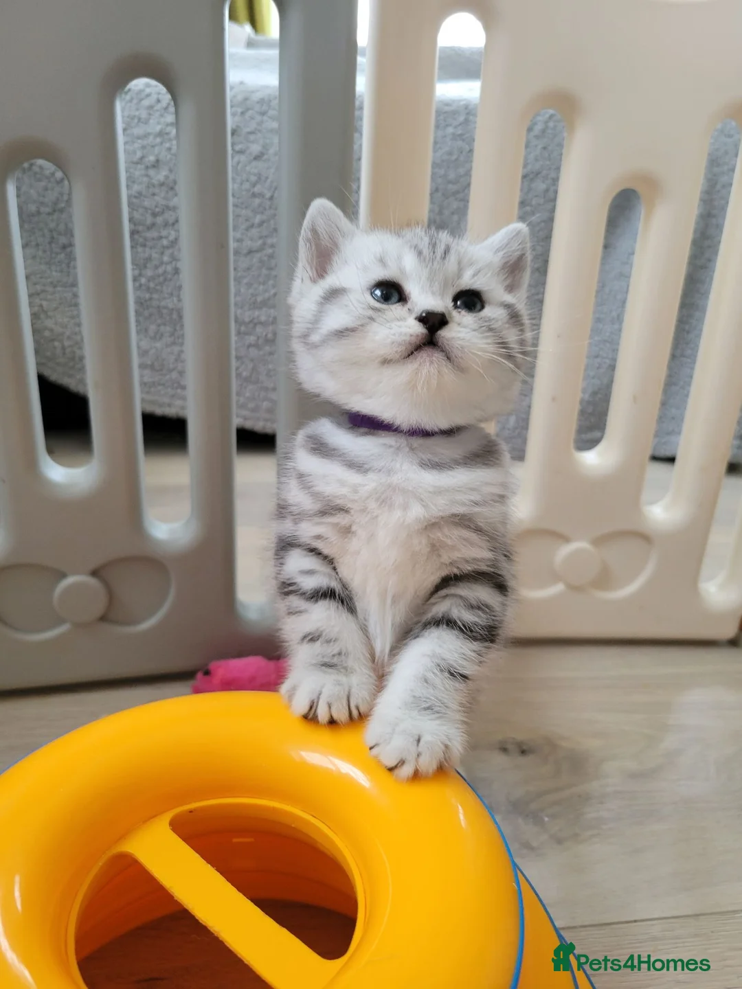 British Shorthair cats for sale: Silver Tabby Kittens, Rare GCCF Show quality. - Advert 2