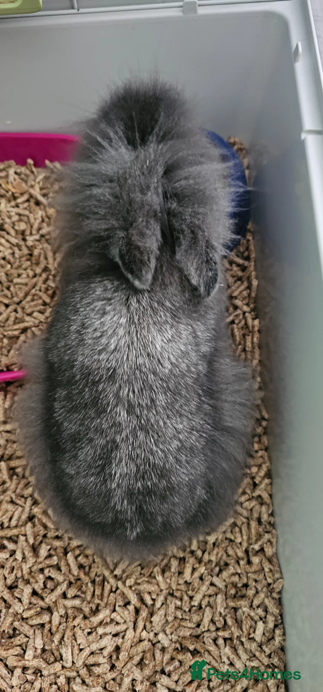 Lionhead rabbits for sale: Grey Lionhead Rabbit in Nottingham - Advert 2