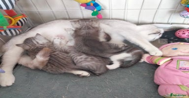 British Shorthair cats - Advert 1
