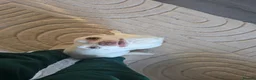 Chihuahua dogs for sale: Pure breed Chihuahua in Ross-on-Wye - Advert 3