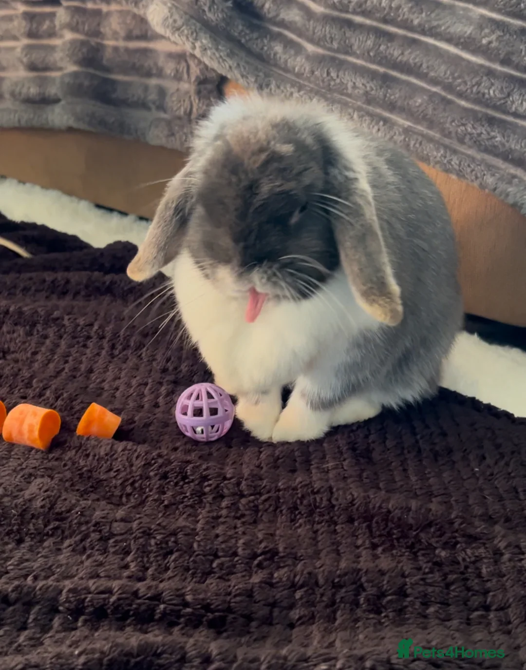 Mini Lop rabbits for sale: Adult Mini lops  - Advert 3