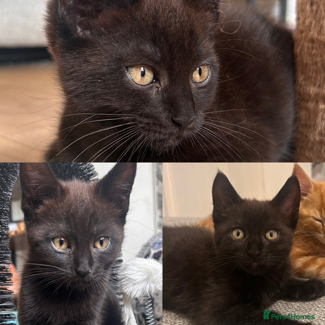 Maine Coon cats for sale: *ready now* Beautiful big Maine coon x BSH kittens - Image 1