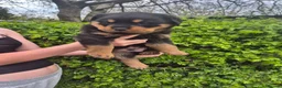 Rottweiler dogs for sale: 2 Beautiful rottweiler puppies 1 male 1 female  in Newcastle - Advert 8