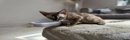 Bengal cats for sale: ⭐⭐⭐ Stunning Rare Charcoal Mink Bengal Kitten ⭐⭐⭐ - Advert 23