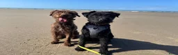 Patterdale Terrier dogs for sale: 3 Rough Coat Patterdale Terrier Puppies - Advert 14