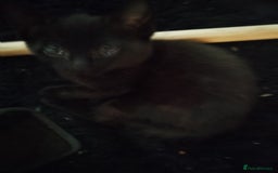 Mixed Breed cats for sale: Kittens for sale - Image 5