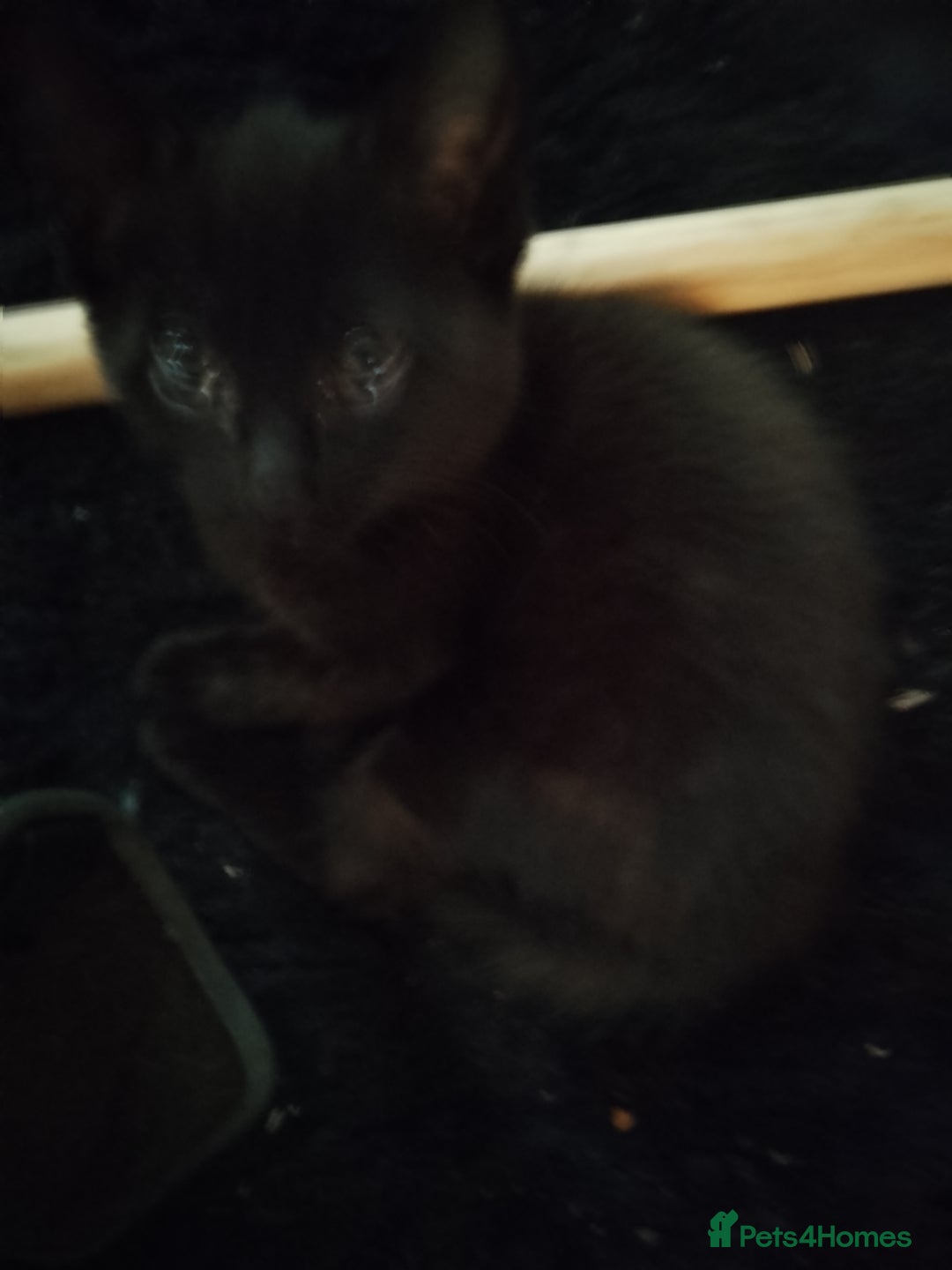 Mixed Breed cats for sale: Kittens for sale - Image 5