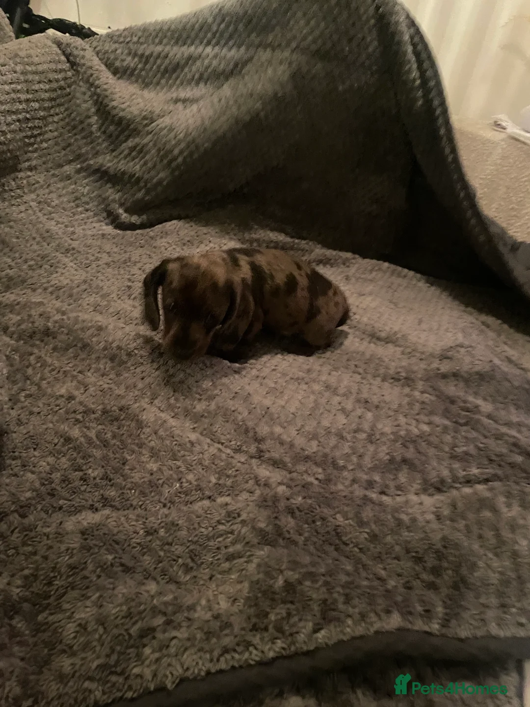 Dachshund dogs for sale: Dachshund puppys - Advert 4
