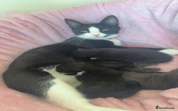Domestic Shorthair cats for sale: 2 male all black kittens  - Image 5