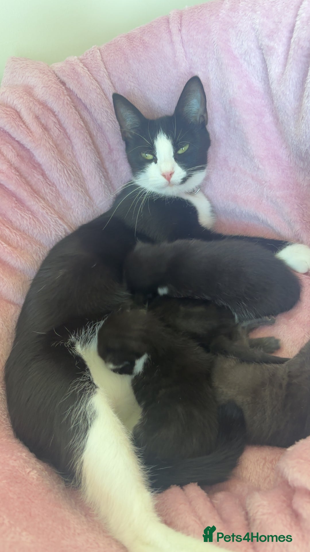 Domestic Shorthair cats for sale: 2 male all black kittens  - Image 5