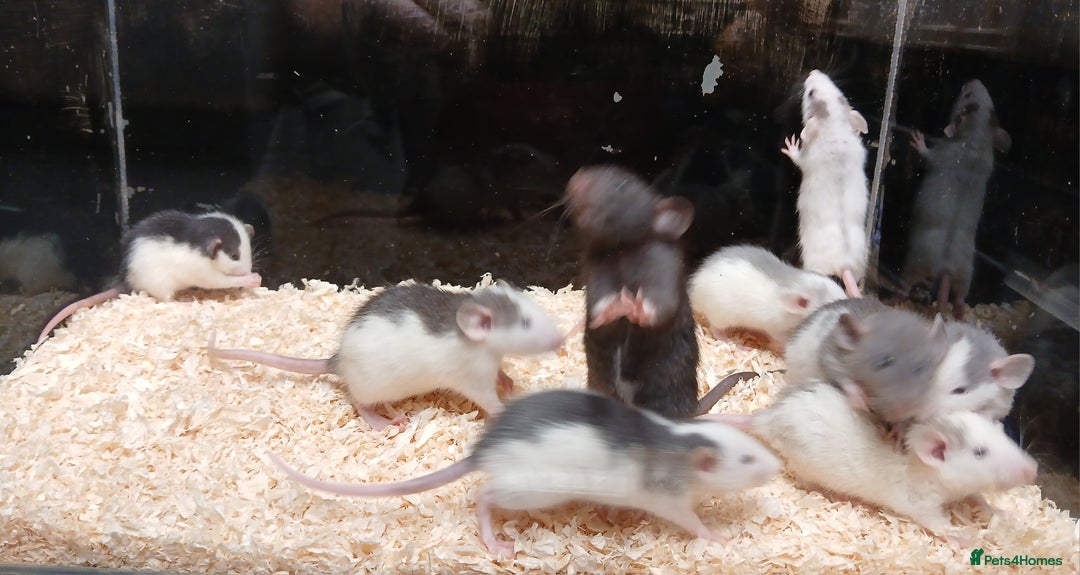 Rat rodents for sale: Baby Dumbo Rats Normal - Rex Furred  - Advert 1