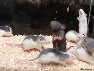 Rat rodents Baby Dumbo Rats Normal - Rex Furred - Advert 10