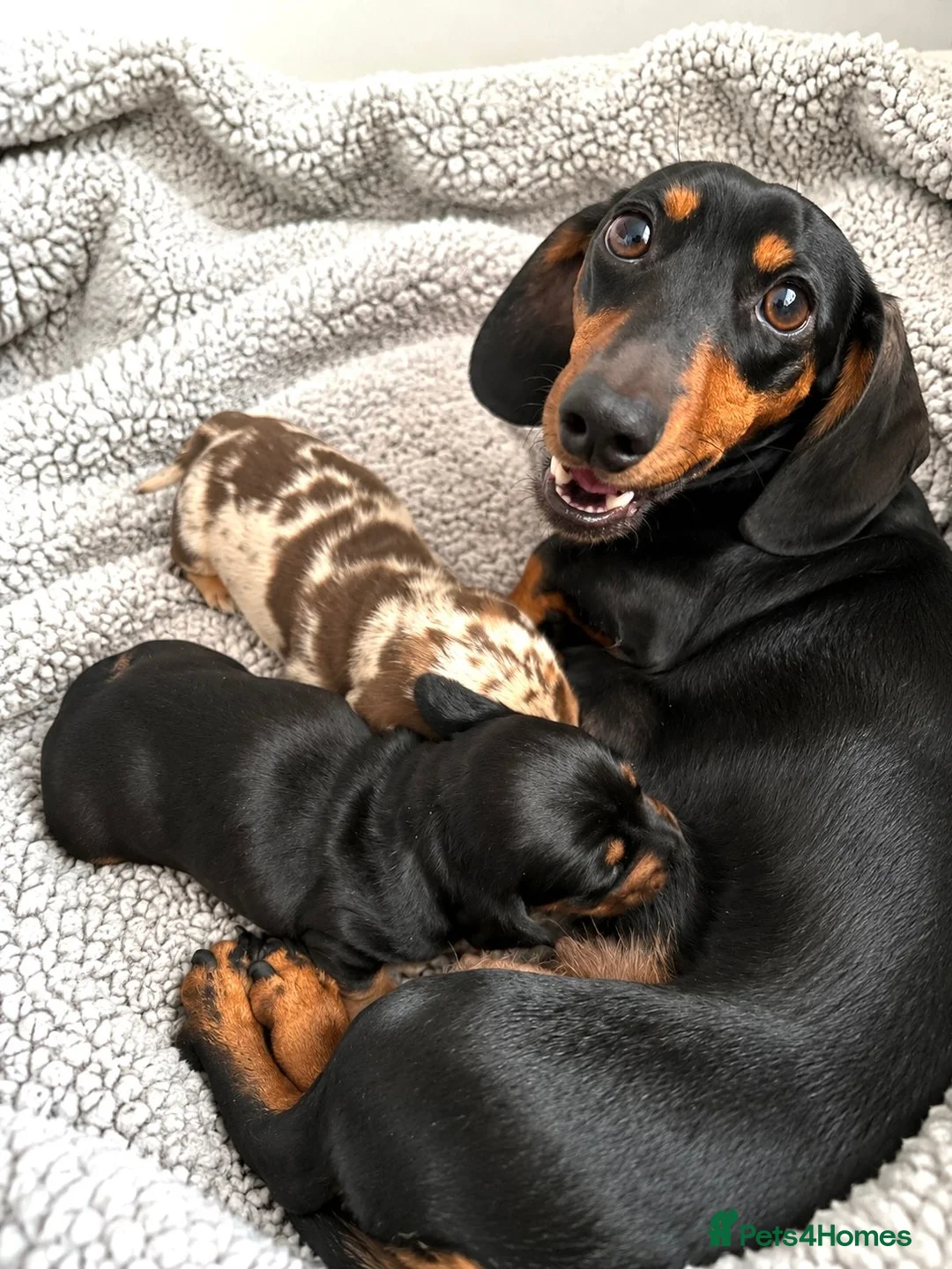 Miniature Dachshund dogs for sale: 5★ LICENSED BREEDER, KC registered, PRA clear  - Advert 7