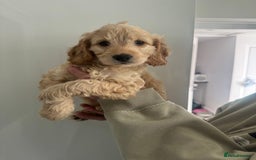 Cockapoo dogs for sale: Male cockapoo puppy’s  - Image 1