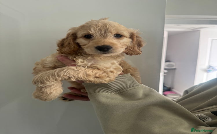 Cockapoo dogs - Advert 11