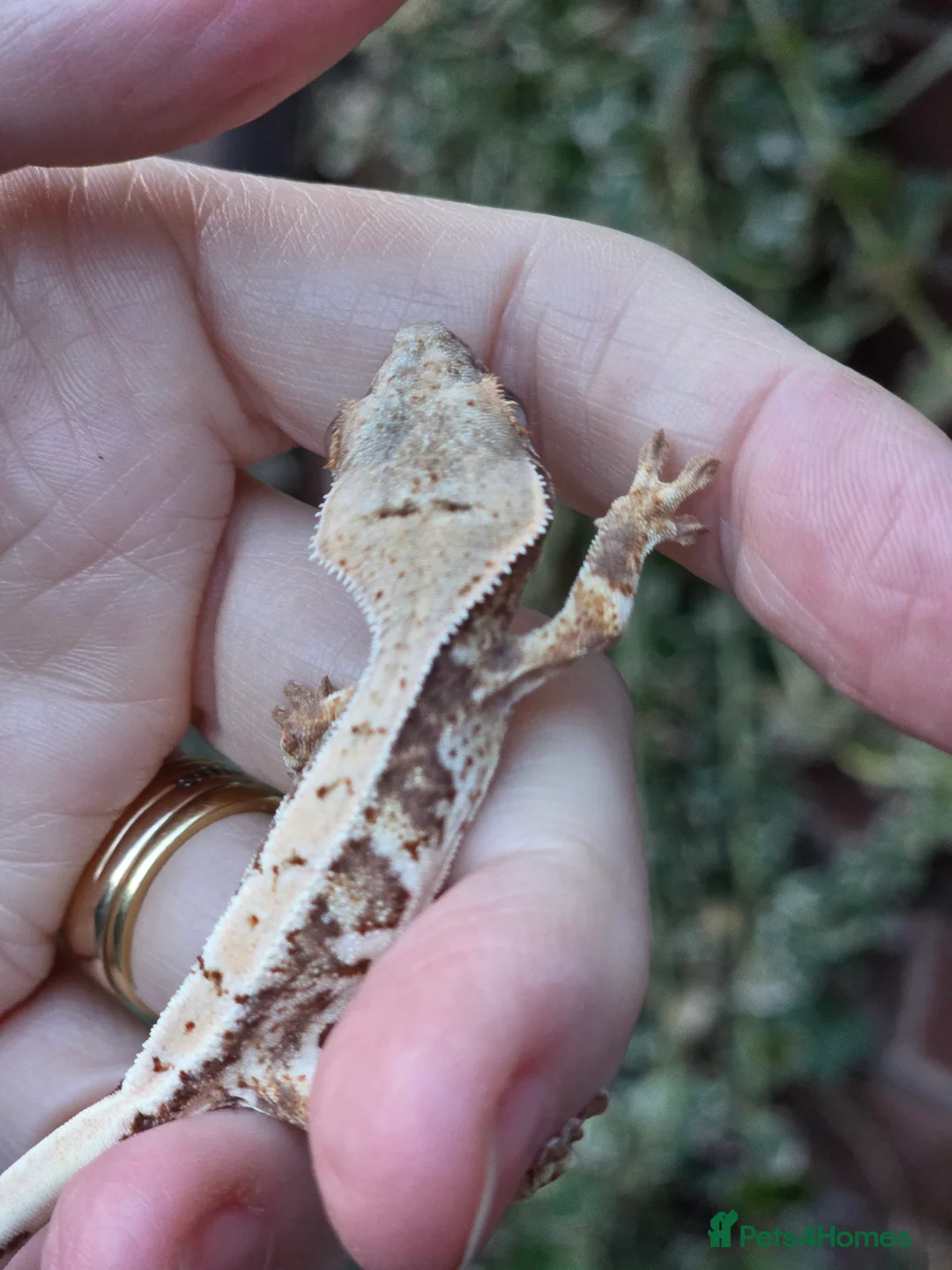 Gecko reptiles for sale: Various crested geckos - Advert 2