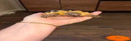 Hermann Tortoise reptiles for sale: Two Herman tortoises  in Salford - Advert 6