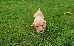 Labrador Retriever dogs for sale: Black and Gold Labrador Pups - Image 5