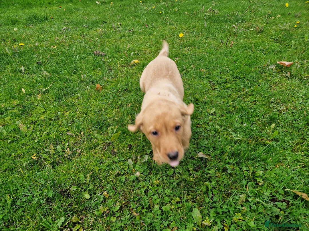 Labrador Retriever dogs for sale: Black and Gold Labrador Pups - Image 5