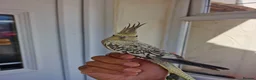 Cockatiels birds for sale: Super hand tamed baby cockatiels  - Advert 9