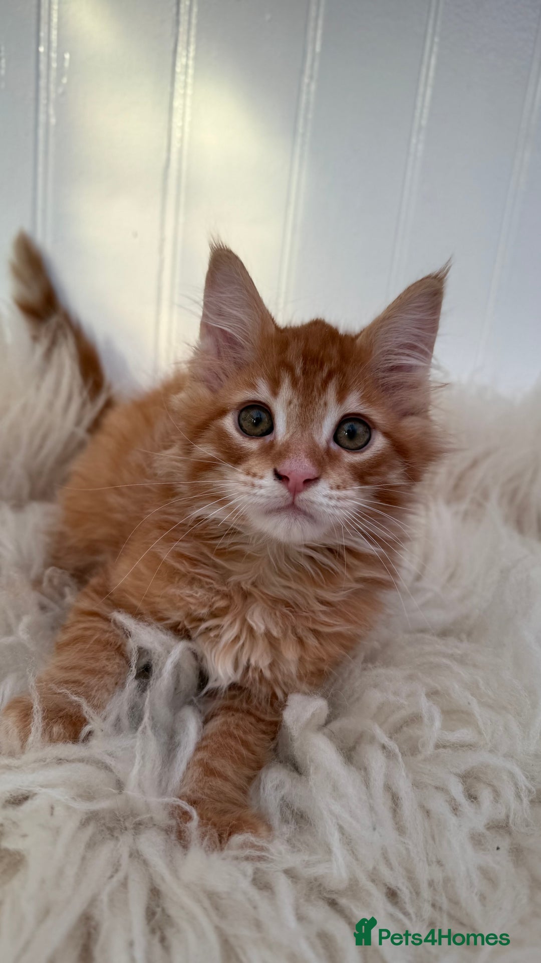 Maine Coon cats for sale: Last Two Gccf Maine Coons Boys Available - Advert 28