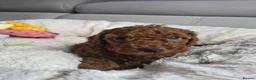 Miniature Poodle dogs for sale: KC registered red miniature poodle puppies in Southampton - Advert 4