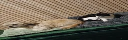 Mixed Breed cats for sale: Tilly aged 1 and a half  in Newton Aycliffe - Advert 4