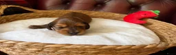 Miniature Dachshund dogs for sale: Show type mini longhair Boy from Crufts finalist  - Advert 31