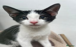 British Shorthair cats for sale: Fluffy 9-Week-Old Kittens – 1 Girl & 3 Boys Ready - Image 6