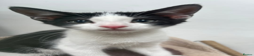 Masked tuxedo 