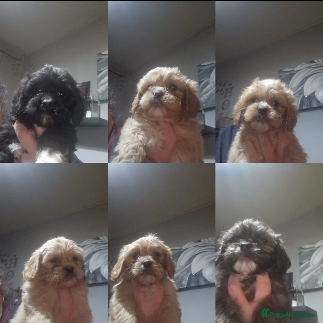 Cava Tzu dogs Cava-Tzu pups - Advert 17