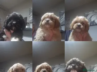 Cava Tzu dogs Cava-Tzu pups - Advert 17