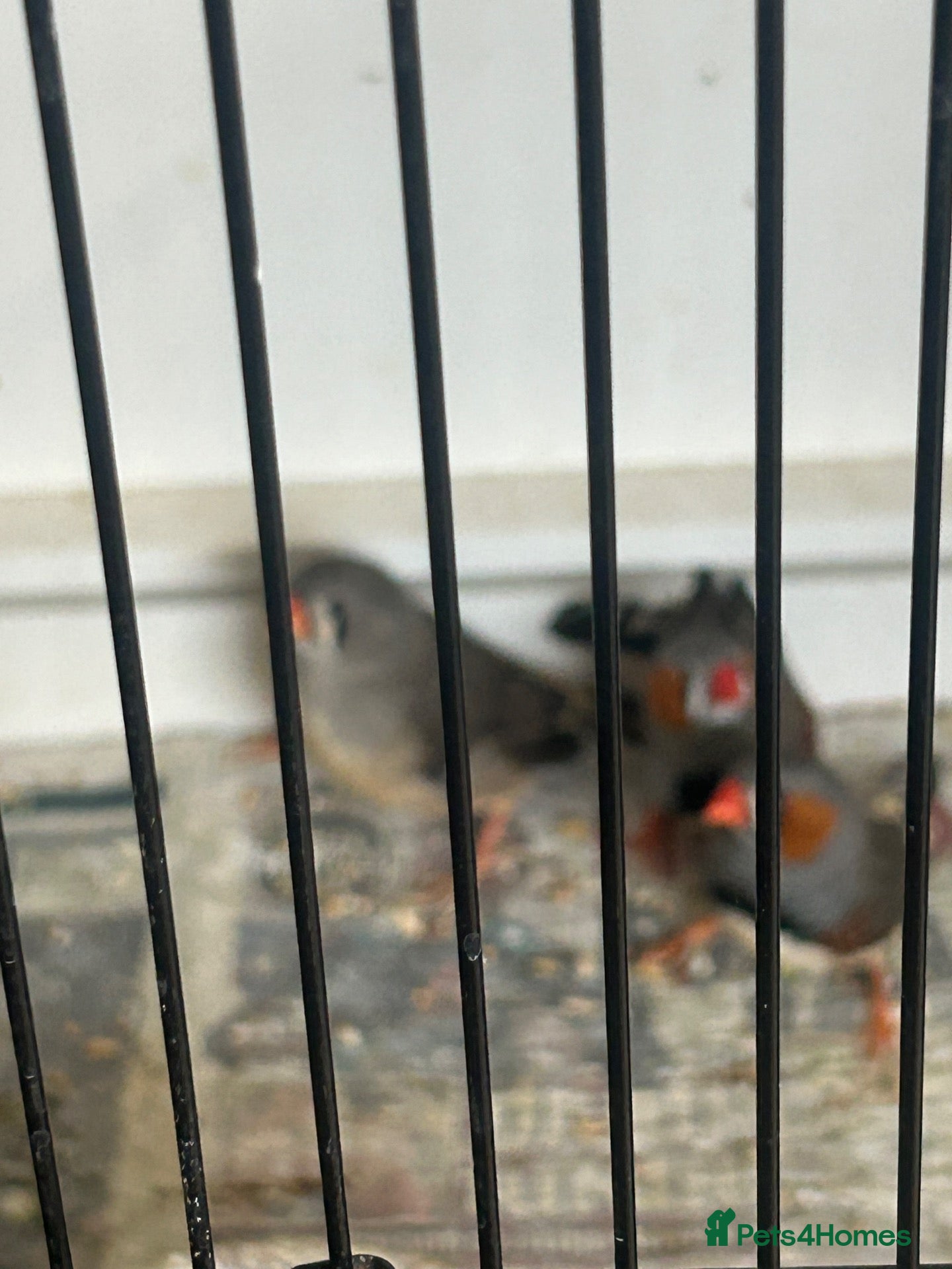 Finches birds Zebra Finches - Advert 8
