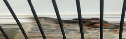 Finches birds for sale: Zebra Finches in Beverley - Advert 1