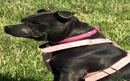 Staffordshire Bull Terrier dogs for sale: BELLE LOOKING FOR A NEW HOME - Image 1
