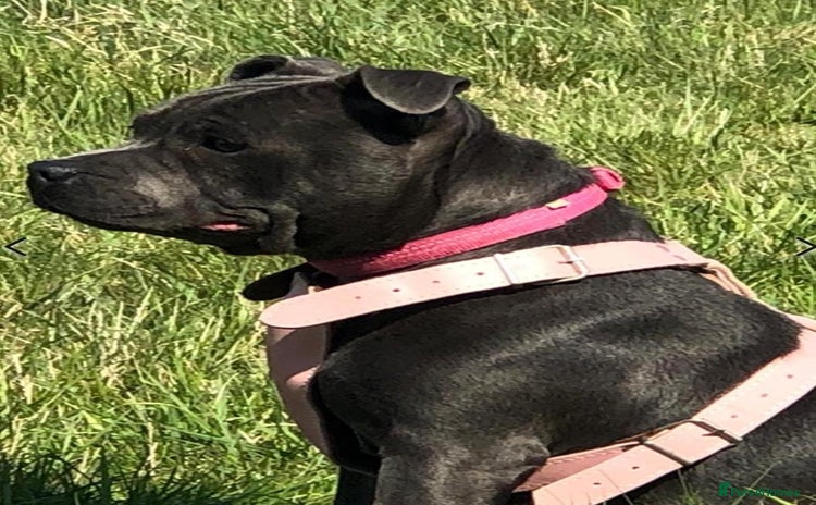 Staffordshire Bull Terrier dogs - Advert 6
