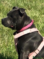 Staffordshire Bull Terrier dogs - Advert 15