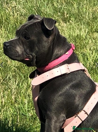 Staffordshire Bull Terrier dogs - Advert 1