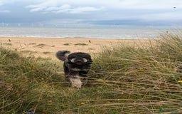 Bernedoodle dogs for sale: ⭐⭐⭐⭐Licensed•Ethical•HomeBreeder - Image 10