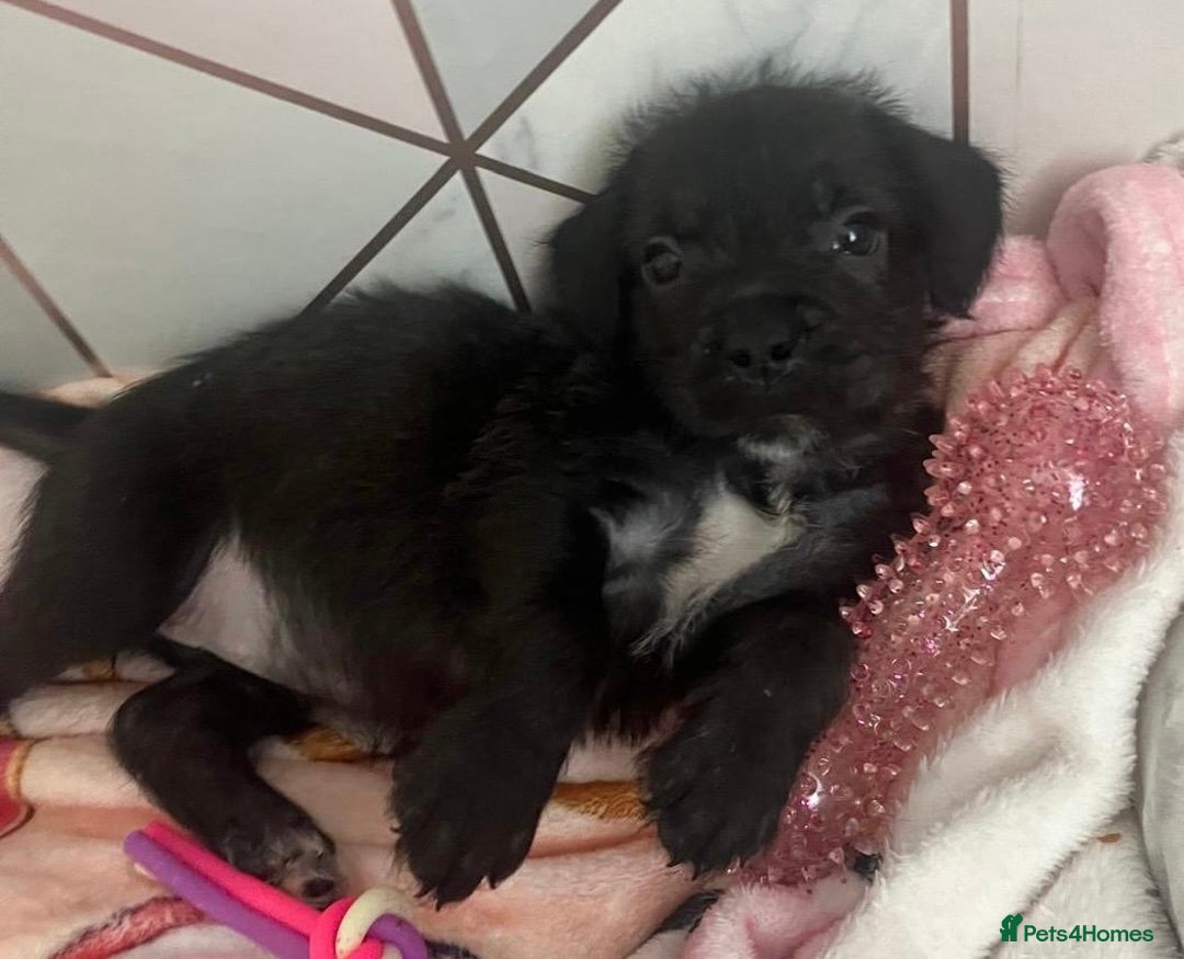 Mixed Breed dogs for sale: READY FOR THERE FOREVER HOMES 1 GIRL & - BOY  - Advert 10