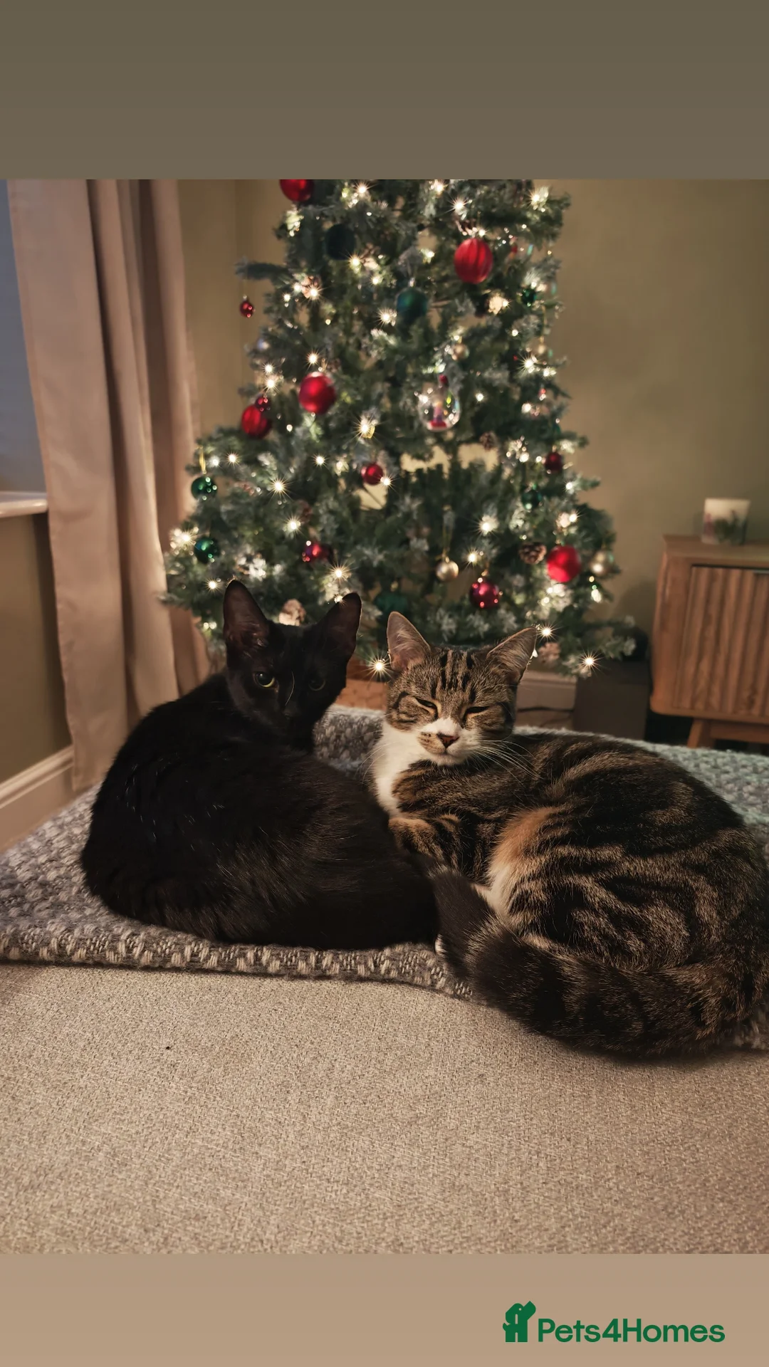 Mixed Breed cats for sale: Bonded pair of 1 year old kittens - Advert 1
