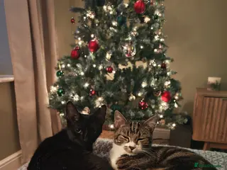 Mixed Breed cats Bonded pair of 1 year old kittens - Advert 1