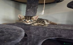 Mixed Breed cats for sale: Beautiful kittens 8 weeks old  - Image 4