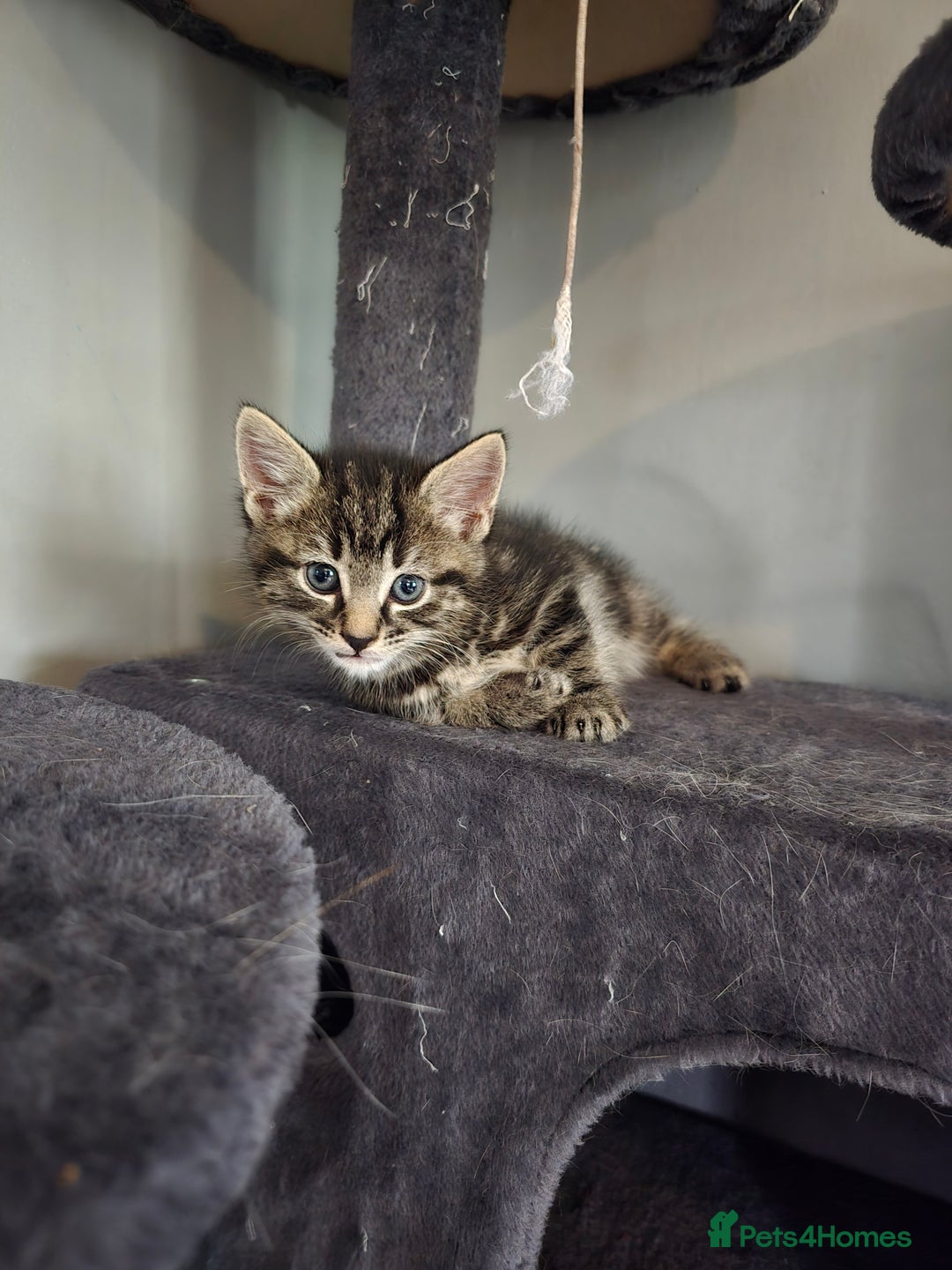 Mixed Breed cats for sale: Beautiful kittens 8 weeks old  - Image 4