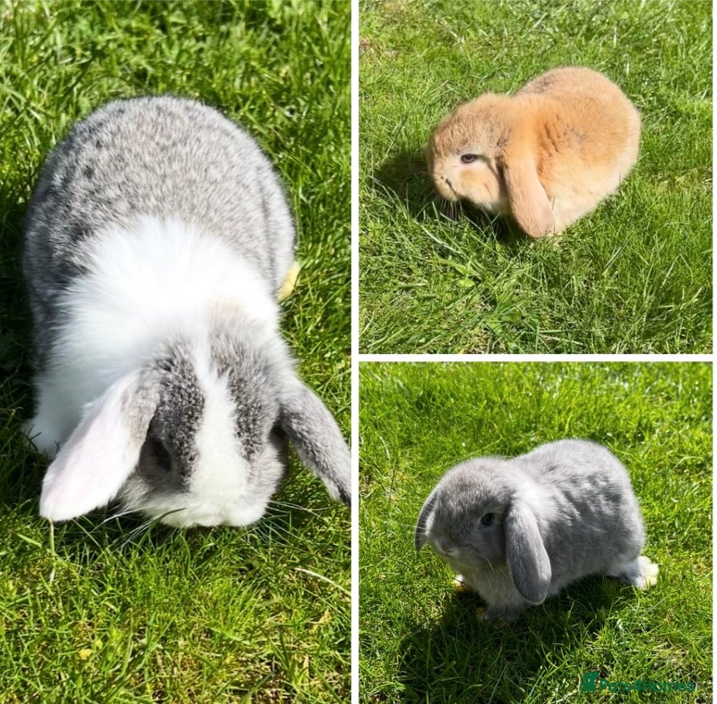 Mini Lop rabbits Beautiful Mini Lop Bunnies - Advert 8