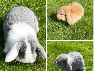 Mini Lop rabbits Beautiful Mini Lop Bunnies - Advert 8