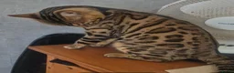 Bengal cats for stud: Bengal brown male stud - Advert 2