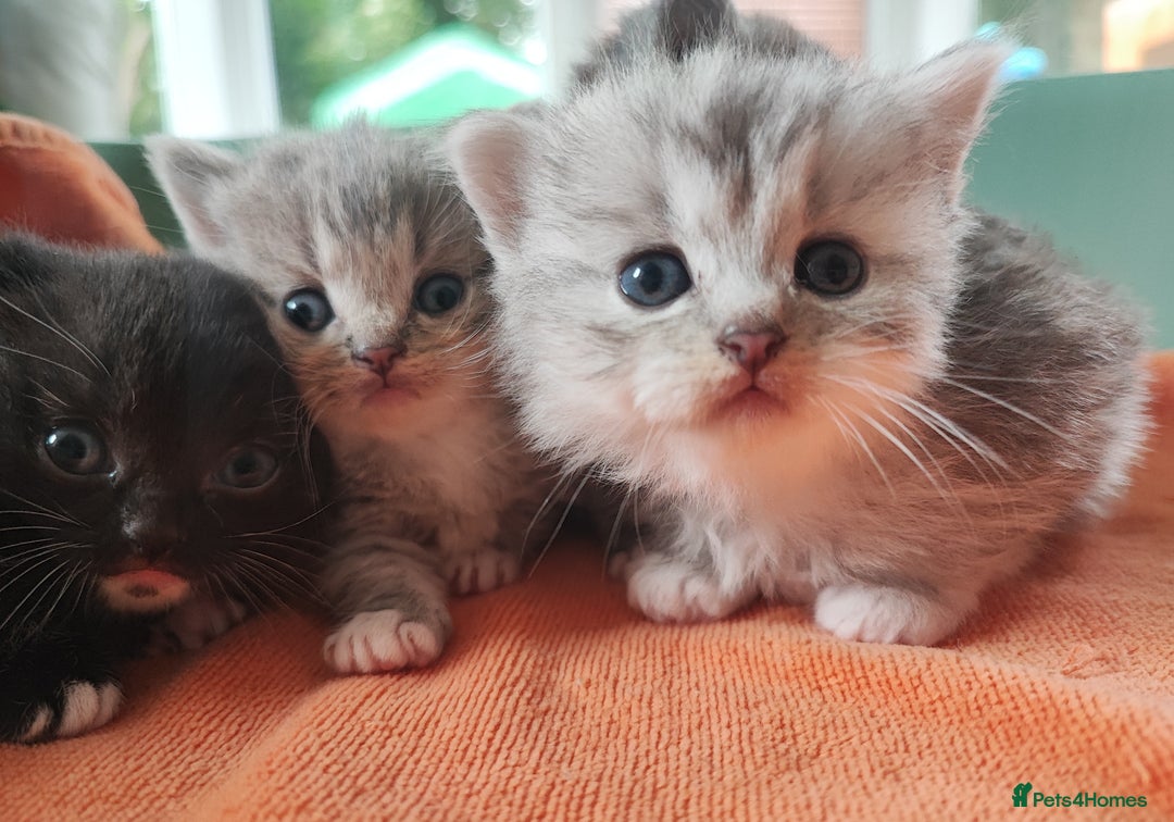 Munchkin cats for sale: Munchkin x Devon rex  - Image 13