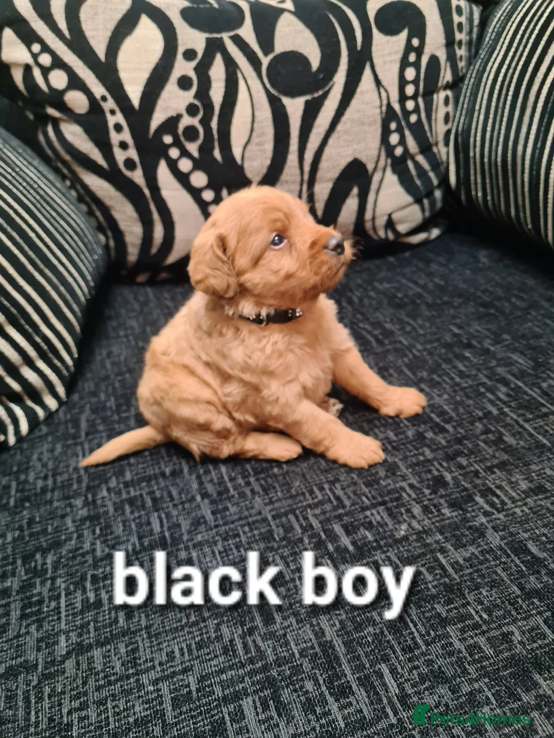 Labradoodle dogs for sale: F1 beautiful labradoodles  - Advert 8